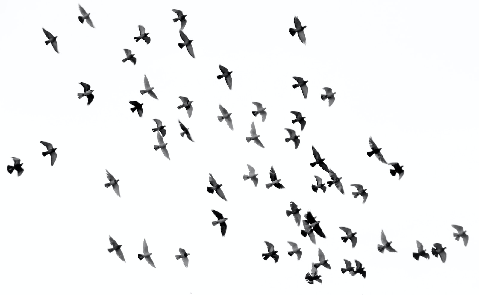 Zagadkowe formacje i tajemnicze przemieszczenia – odkrywamy rzędy ptaków nowoczesnych